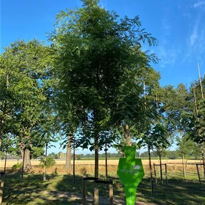 Sol Baum 5xv mDb 200-300 x 400-500 30- 35 - Schnurbaum - Sophora japonica - Collection