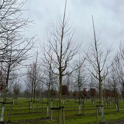 Sol Baum 5xv mDb 200-300 x 400-500 35- 40 - Schnurbaum - Sophora japonica - Collection