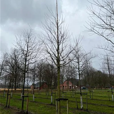 Sol Baum 5xv mDb 200-300 x 400-500 35- 40 - Schnurbaum - Sophora japonica - Collection