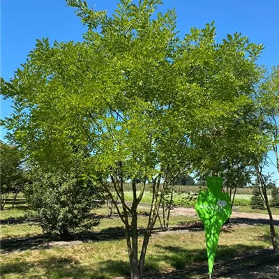 Schirm 6xv mDb 200-300 x 400- 450 - Schnurbaum - Sophora japonica - Collection