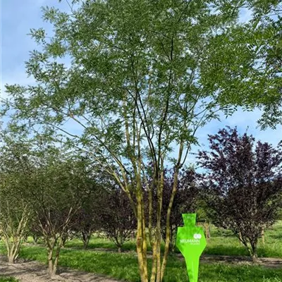 Sol Baum mehrst 6xv mDb 400-600 x 700- 800 - Schnurbaum - Sophora japonica - Collection