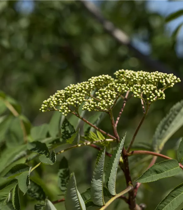 Sorbus decora - Collection