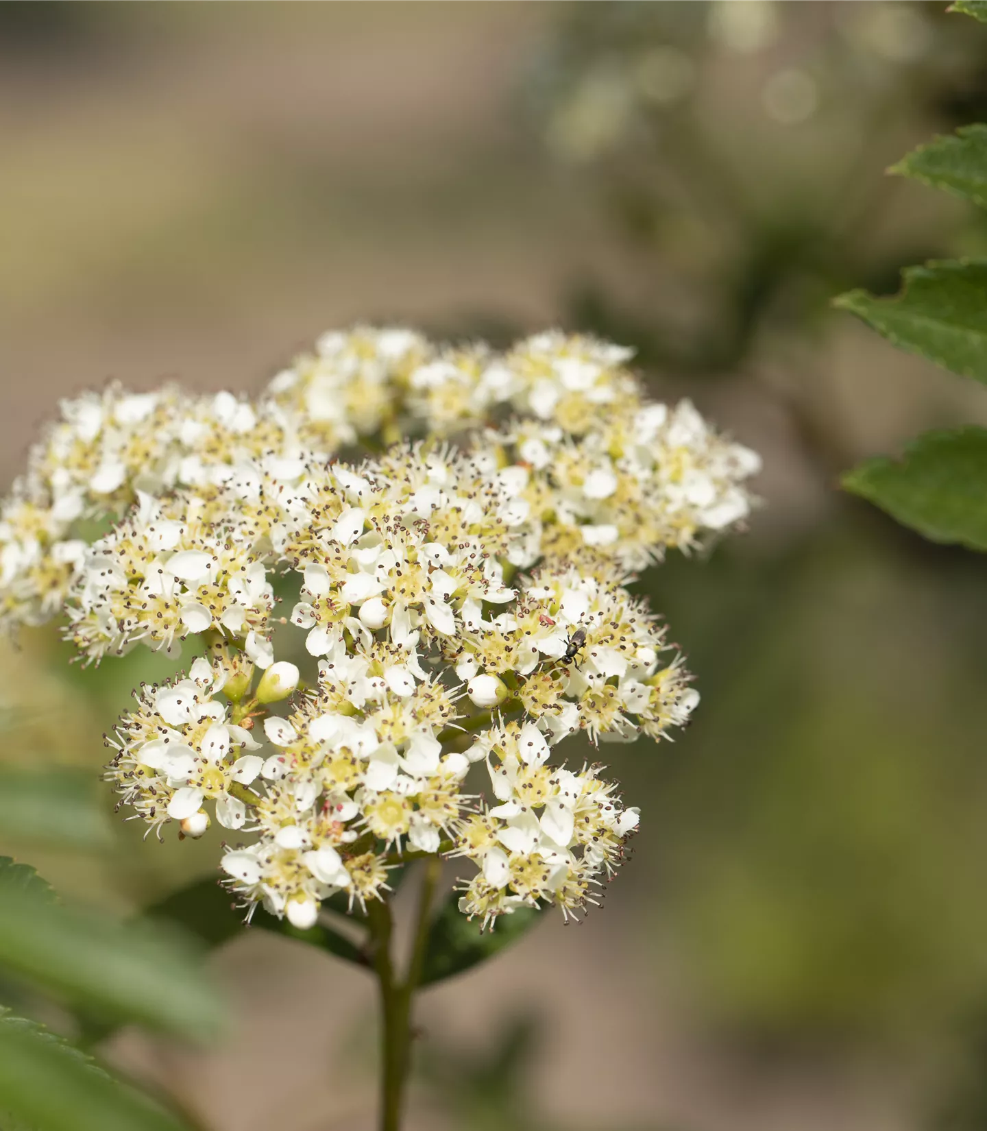 Sorbus 'Joseph Rock' - Collection