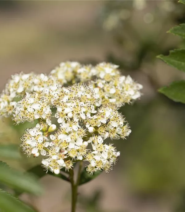 Sorbus 'Joseph Rock' - Collection