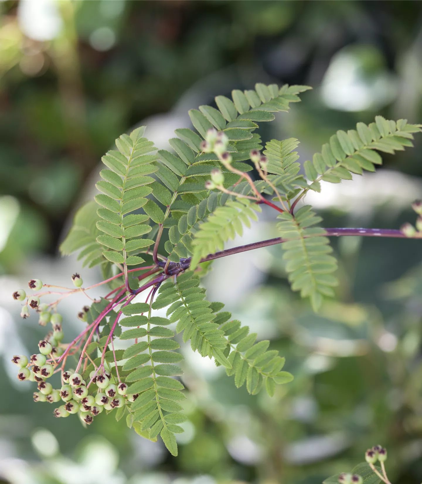 Sorbus koehneana - Collection