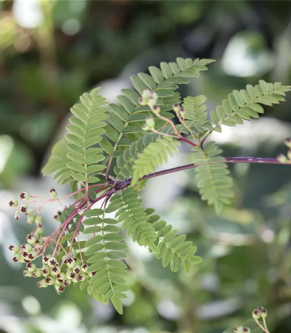 Sorbus koehneana - Collection