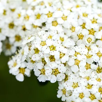 vStr mB 4 Tr. 40- 60 - Brautspiere - Spiraea arguta - Collection