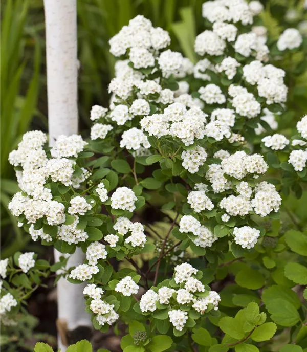Spiraea vanhouttei - Collection