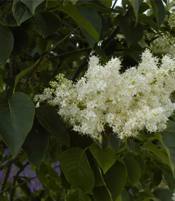 Syringa reticulata 'Ivory Silk' - Collection