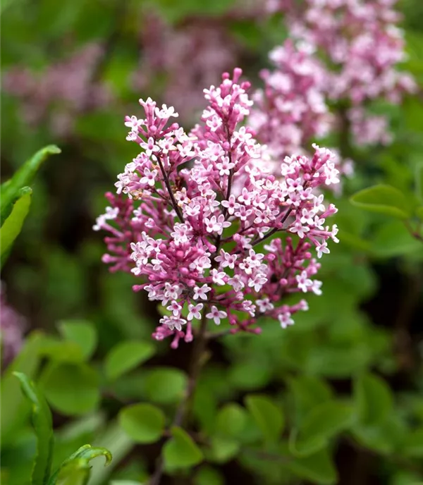 Syringa 'Tinkerbelle' -R- - Collection