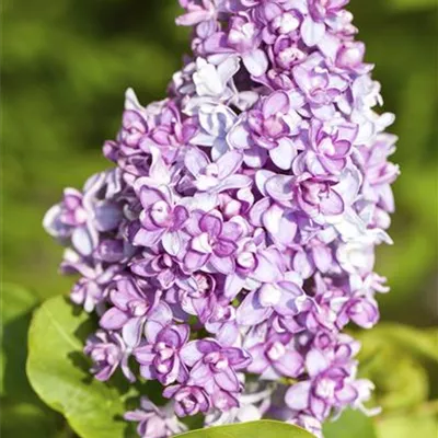 Sol 3xv mB 100- 125 - Wildflieder - Syringa vulgaris - Collection