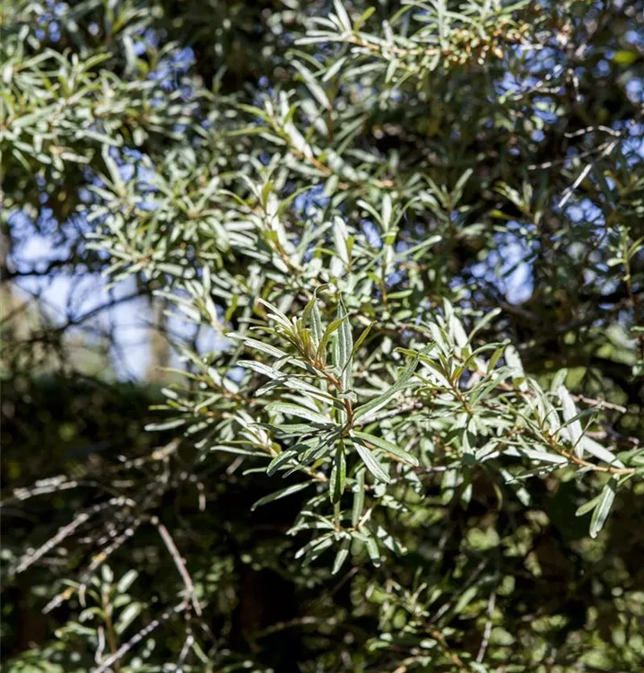 Sanddorn - Hippophae rhamnoides männlich