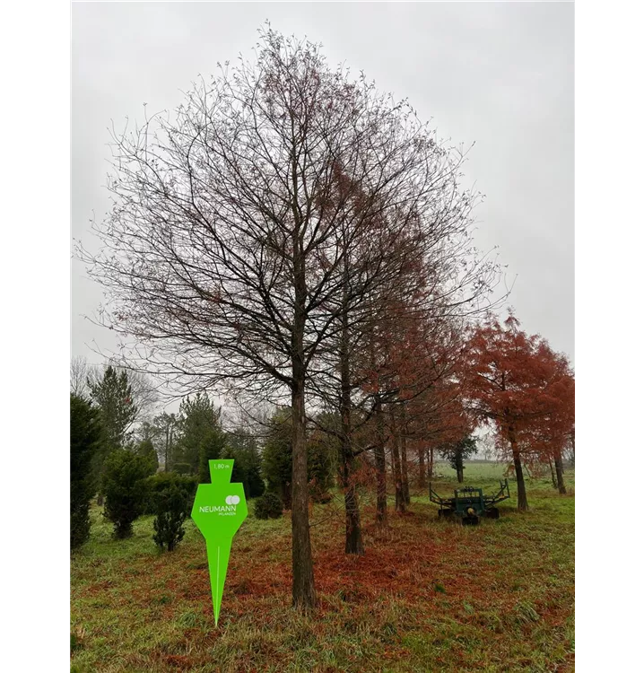 Sumpfzypresse - Taxodium distichum - Collection