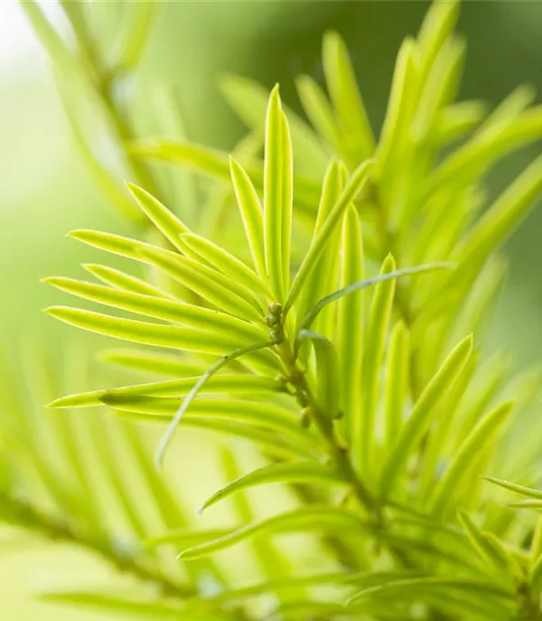 Taxus baccata 'Aurea' - Collection