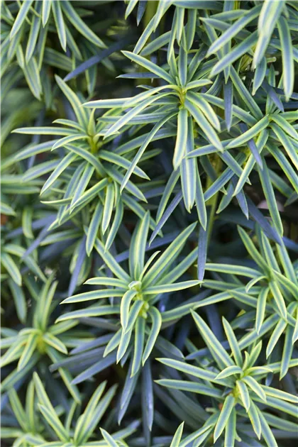 Taxus baccata 'Fastigiata Aureomarginata' - Collection, Gelbe Suleneibe