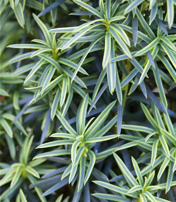 Taxus baccata 'Fastigiata Aureomarginata' - Collection