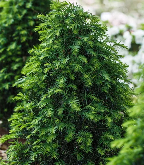 Taxus baccata 'Höpken's Gigant' - Collection