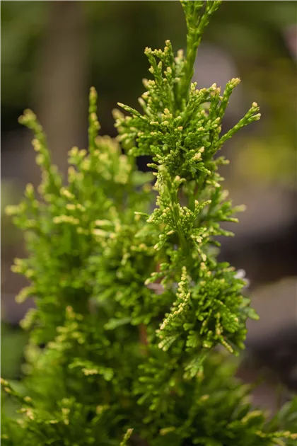 thuja orientalis smaragd Thuja occidentalis smaragd – The Plant Broker main image 0