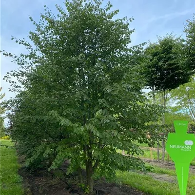 Sol 4xv mDb mehrst. 400- 500 - Winterlinde - Tilia cordata - Collection