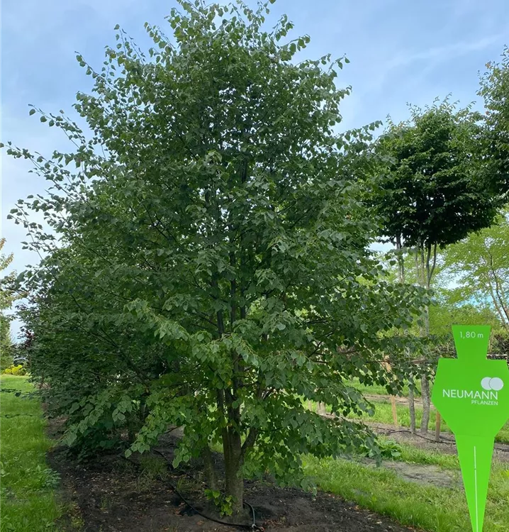 Winterlinde - Tilia cordata - Collection