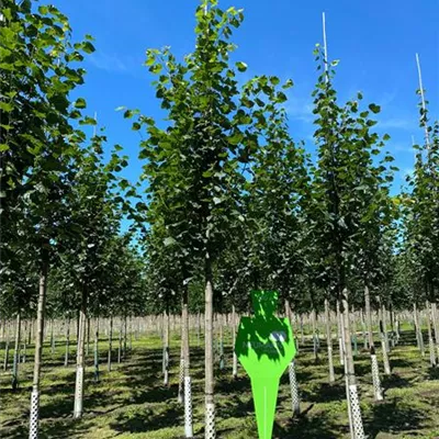 H 3xv mDb 16- 18 - Winterlinde - Tilia cordata - Collection