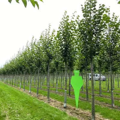 H 4xv mDb 20- 25 - Winterlinde - Tilia cordata - Collection