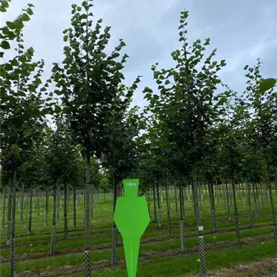 H 4xv mDb 20- 25 - Winterlinde - Tilia cordata - Collection