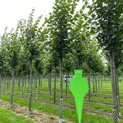 H 4xv mDb 20- 25 - Winterlinde - Tilia cordata - Collection