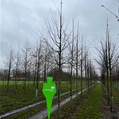 H 4xv mDb 20- 25 - Winterlinde - Tilia cordata - Collection