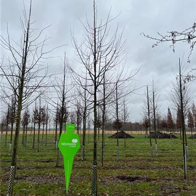 H 4xv mDb 20- 25 - Winterlinde - Tilia cordata - Collection