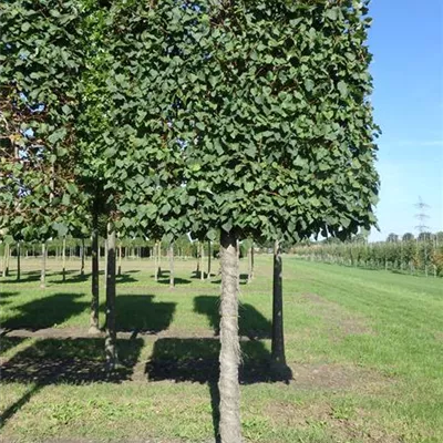 Spalier H 4xv mDb 25- 30 - Winterlinde - Tilia cordata - Collection