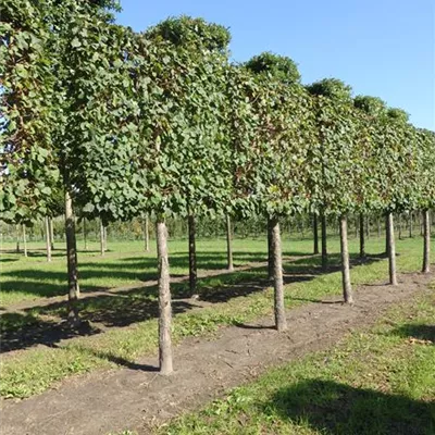 Spalier H 4xv mDb 25- 30 - Winterlinde - Tilia cordata - Collection