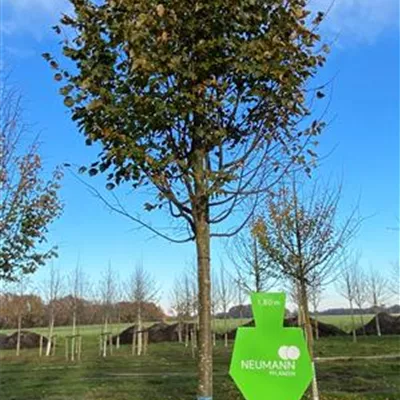 Sol Baum 4xv mDb 150-200 x 400-500 25- 30 - Winterlinde - Tilia cordata - Collection