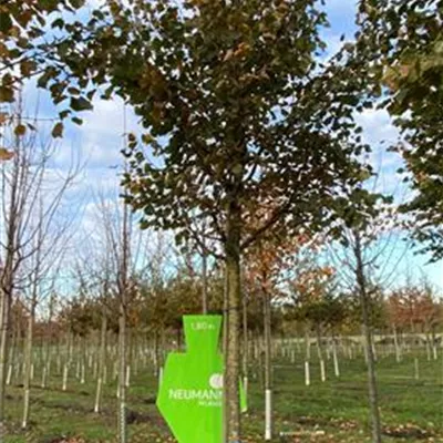Sol Baum 4xv mDb 150-200 x 400-500 30- 35 - Winterlinde - Tilia cordata - Collection