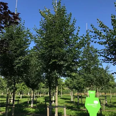 Sol Baum 5xv mDb 200-300 x 500-700 30- 35 - Winterlinde - Tilia cordata - Collection