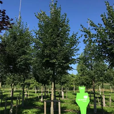 Sol Baum 5xv mDb 200-300 x 500-700 30- 35 - Winterlinde - Tilia cordata - Collection