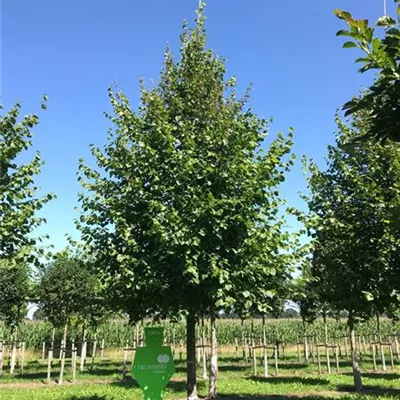 Sol Baum 5xv mDb 200-300 x 500-700 40- 45 - Winterlinde - Tilia cordata - Collection