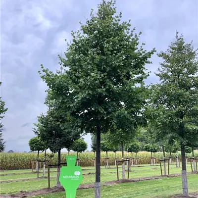 Sol Baum 5xv mDb 200-300 x 500-700 40- 45 - Winterlinde - Tilia cordata - Collection
