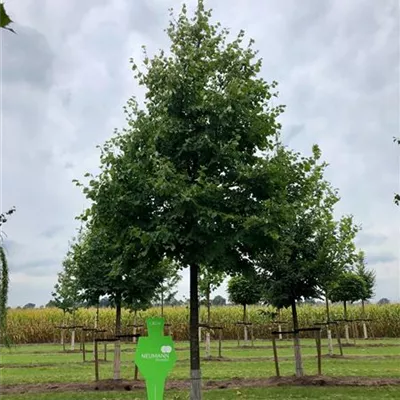 Sol Baum 5xv mDb 200-300 x 500-700 40- 45 - Winterlinde - Tilia cordata - Collection