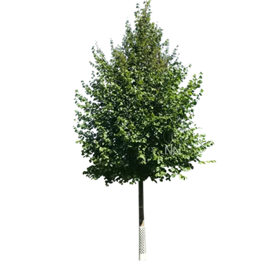 Sol Baum 5xv mDb 200-300 x 500-700 40- 45 - Winterlinde - Tilia cordata - Collection