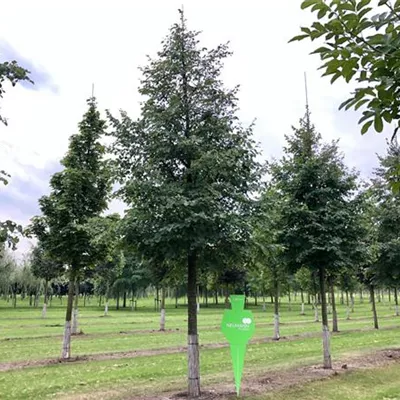 Sol Baum 6xv mDb 300-400 x 500-700 50- 60 - Winterlinde - Tilia cordata - Collection