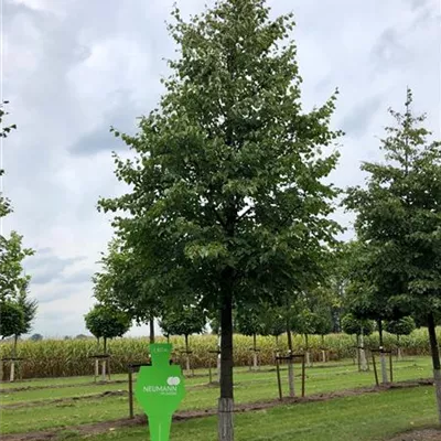 Sol Baum 6xv mDb 300-400 x 500-700 50- 60 - Winterlinde - Tilia cordata - Collection