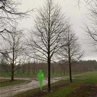 Sol Baum 6xv mDb 300-400 x 500-700 50- 60 - Winterlinde - Tilia cordata - Collection