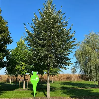 Sol Baum 6xv mDb 300-400 x 500-700 50- 60 - Winterlinde - Tilia cordata - Collection