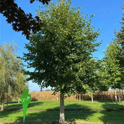 Sol Baum 6xv mDb 300-400 x 500-700 50- 60 - Winterlinde - Tilia cordata - Collection