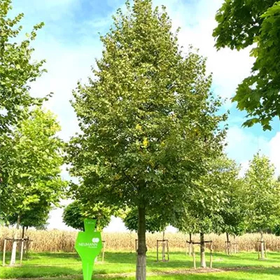 Sol Baum 6xv mDb 300-400 x 500-700 50- 60 - Winterlinde - Tilia cordata - Collection
