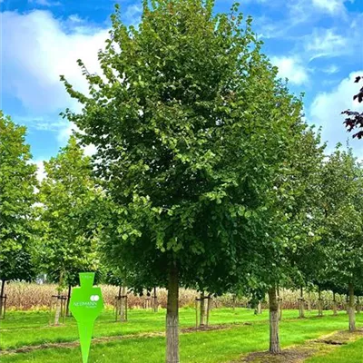 Sol Baum 6xv mDb 300-400 x 500-700 50- 60 - Winterlinde - Tilia cordata - Collection