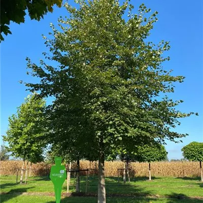 Sol Baum 6xv mDb 300-400 x 500-700 60- 70 - Winterlinde - Tilia cordata - Collection