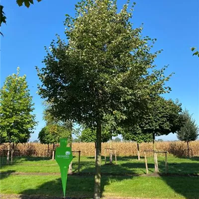 Sol Baum 6xv mDb 300-400 x 500-700 60- 70 - Winterlinde - Tilia cordata - Collection