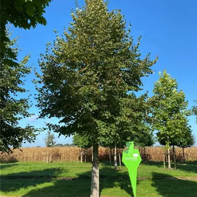 Sol Baum 6xv mDb 300-400 x 500-700 60- 70 - Winterlinde - Tilia cordata - Collection